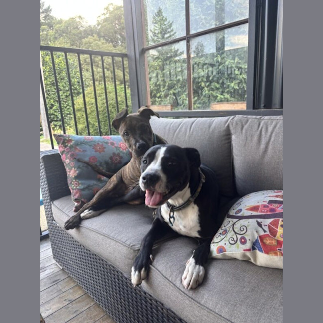 Photo of Foghorn Leghorn