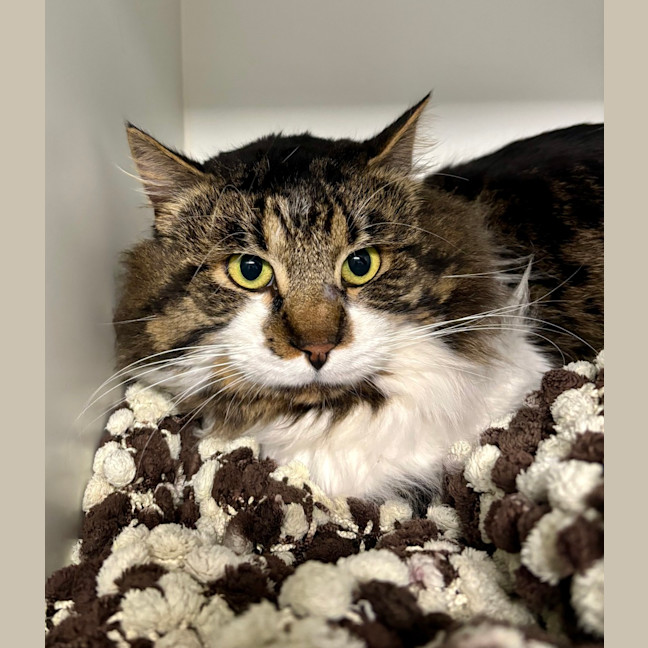 Photo of Checkers 