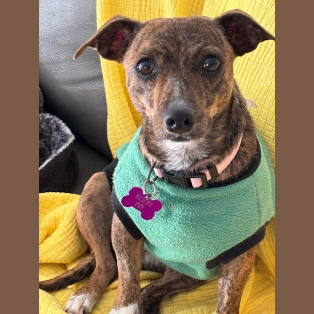 Photo of Poppy