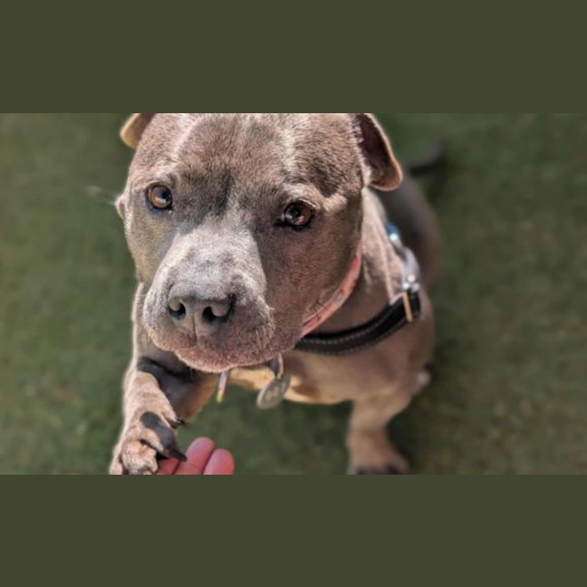 Photo of Penny
