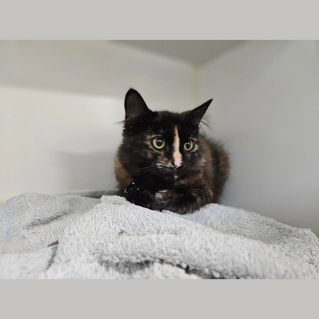 Photo of Missy