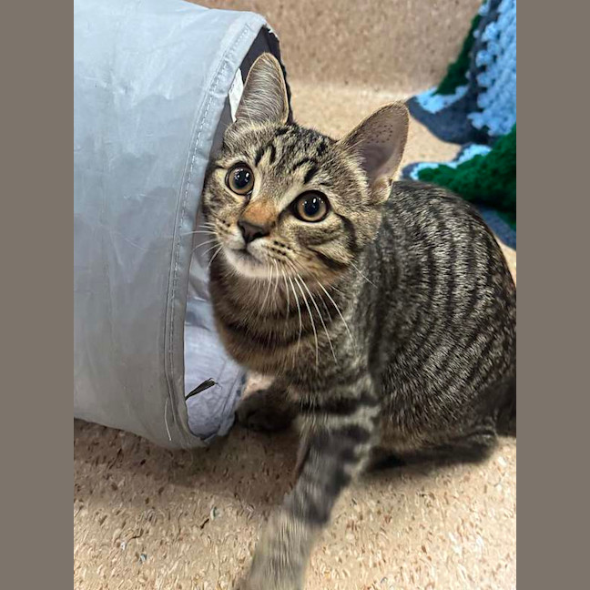Photo of Tucker