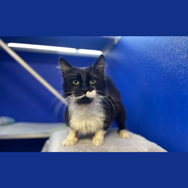Photo of Edgar Allen Purr