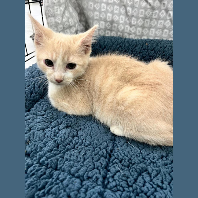 Photo of Stumpy