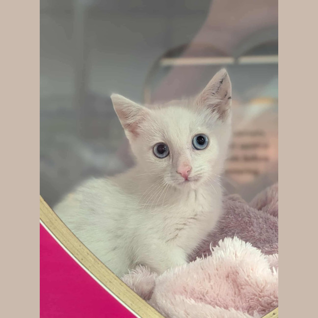 Photo of Chicken Loaf