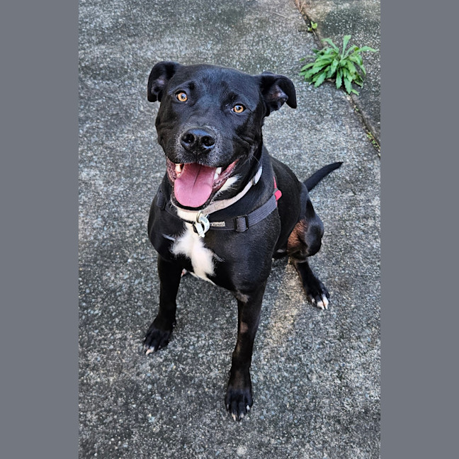 Photo of Onyx