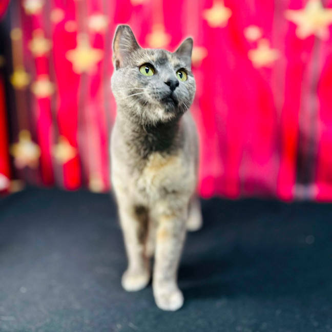 Photo of Lottie (Located In Preston) 