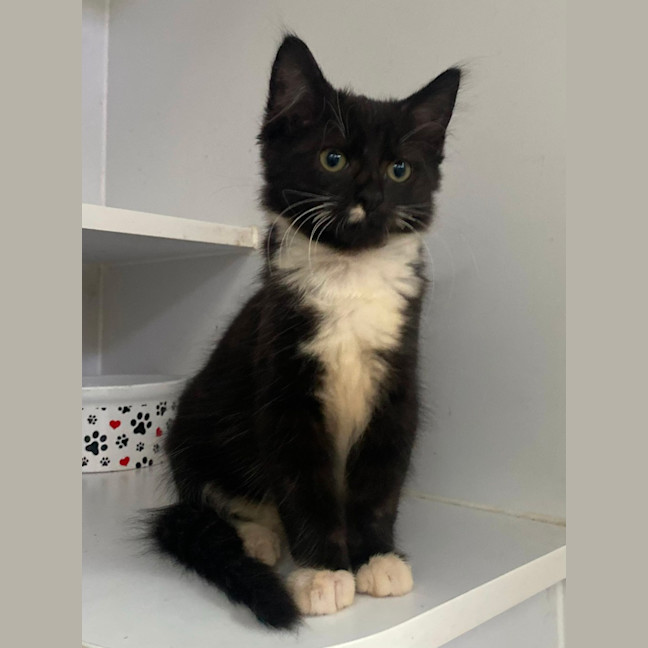 Photo of Buzzie (9968)