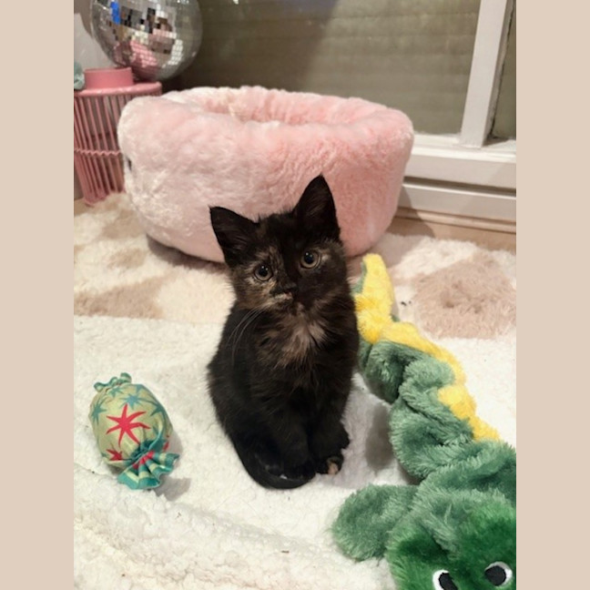 Photo of Tilly