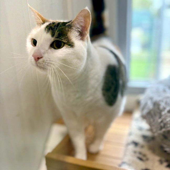 Photo of Piccolo