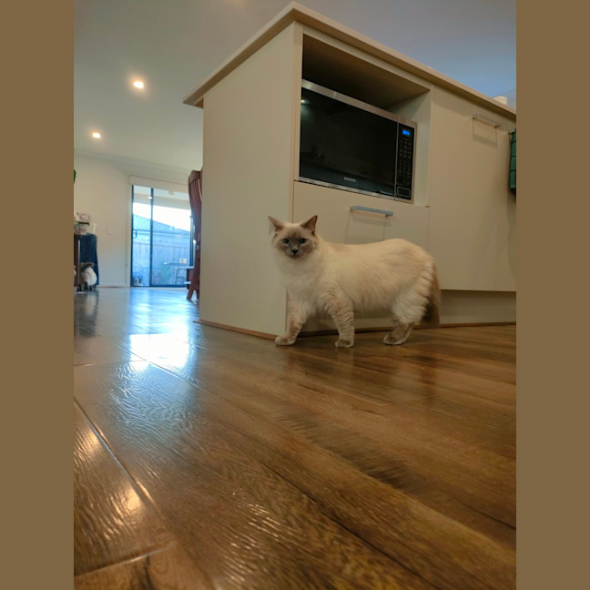 Photo of Sklya & Coco