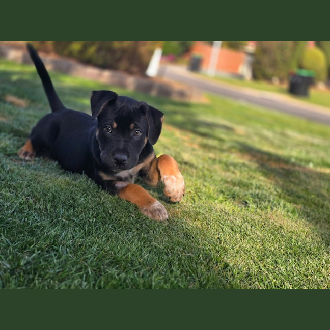 Photo of Hugo