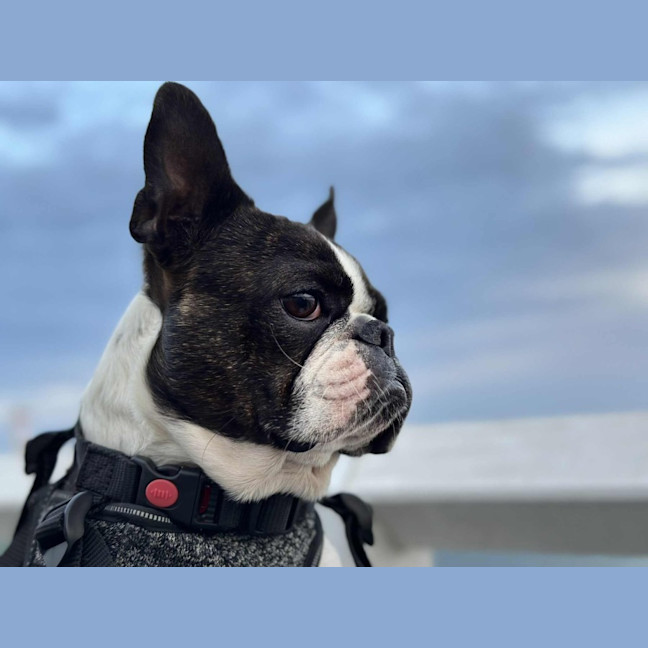 Photo of Remy   4 Year Old Boston Terrier