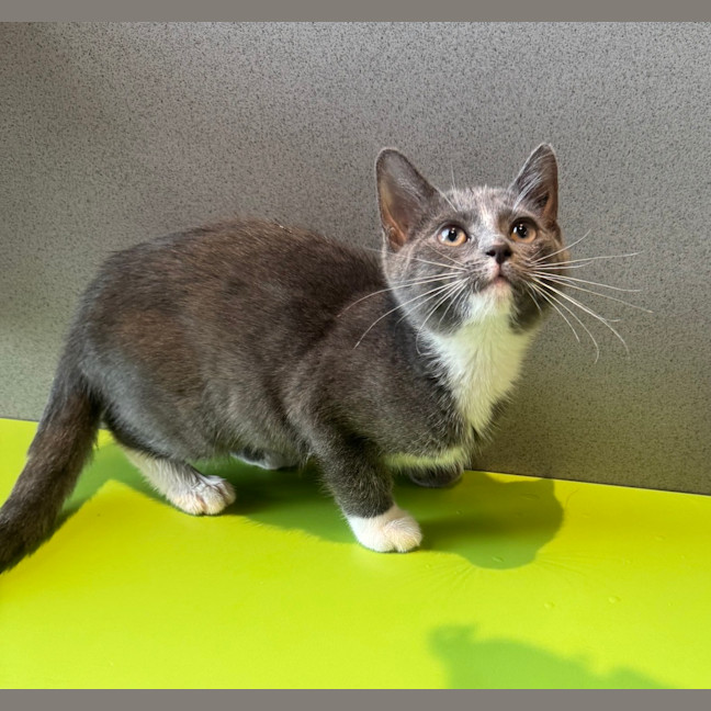 Photo of Pomegranate