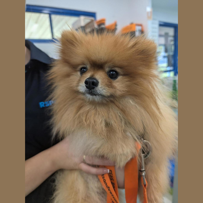 Photo of Peanut