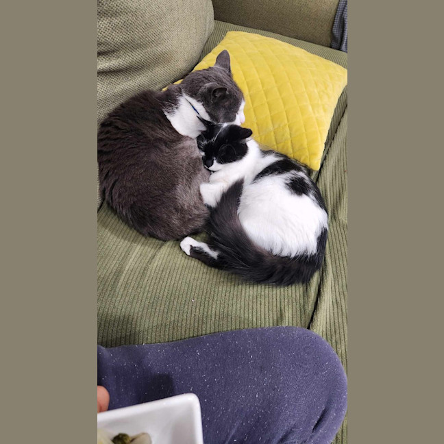 Photo of Spot