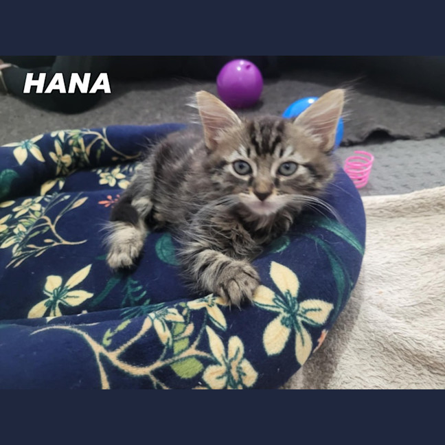 Photo of Hana