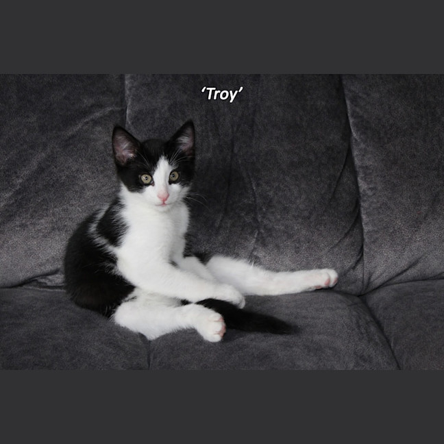 Photo of Troy   Petstock
