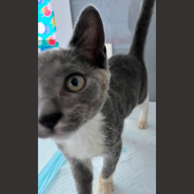 Photo of Opal