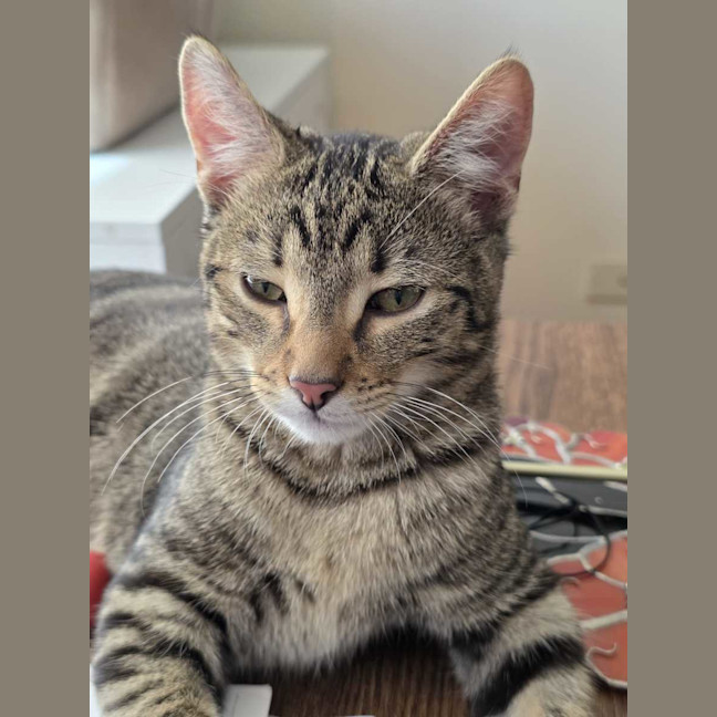 Photo of Woody ^^Dandy Cat Rescue^^