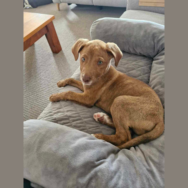 Photo of Archie