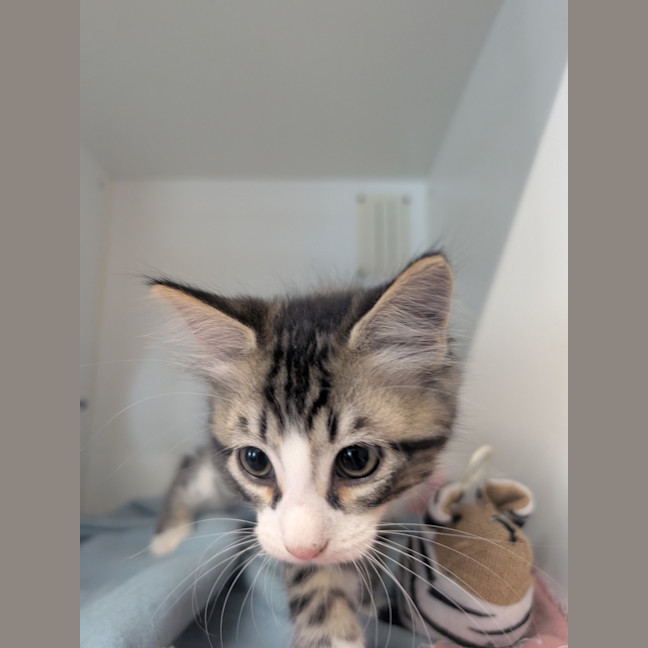 Photo of Lucky