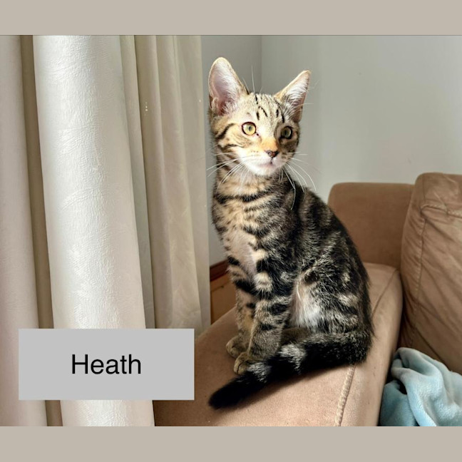 Photo of Heath