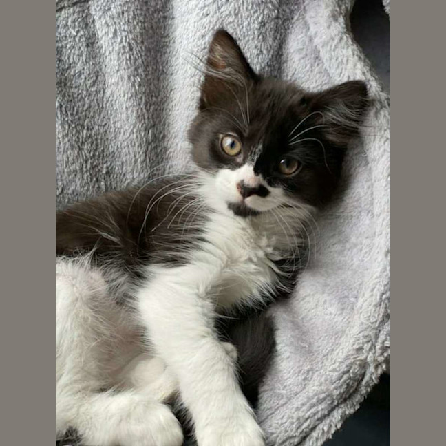 Photo of Smudge
