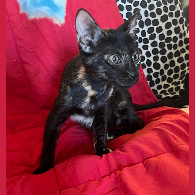 Photo of Mocha