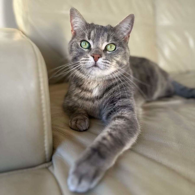 Photo of Pebble