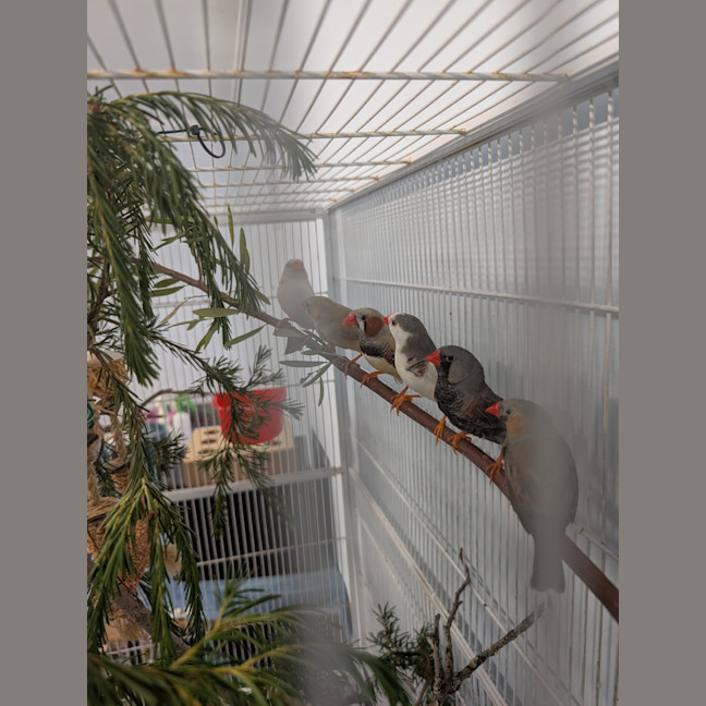 Photo of The Feathered Lucky Charms