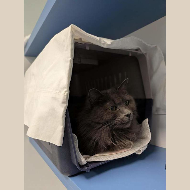Photo of Kiki