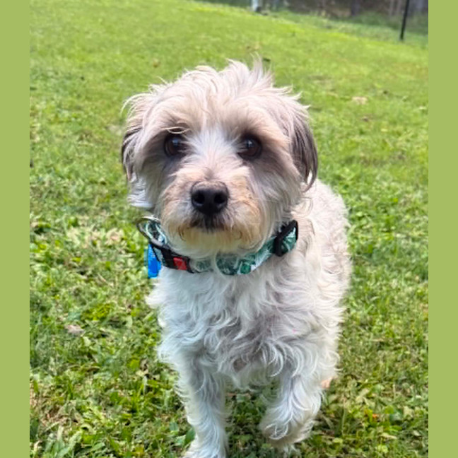 Photo of Bandit