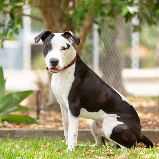 Photo of Snoopy