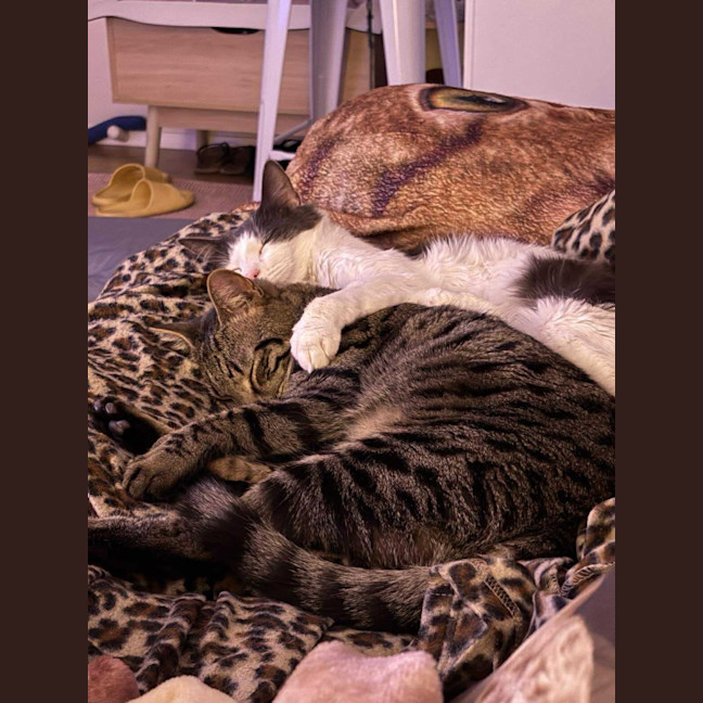 Photo of Taffy & Tiggy 