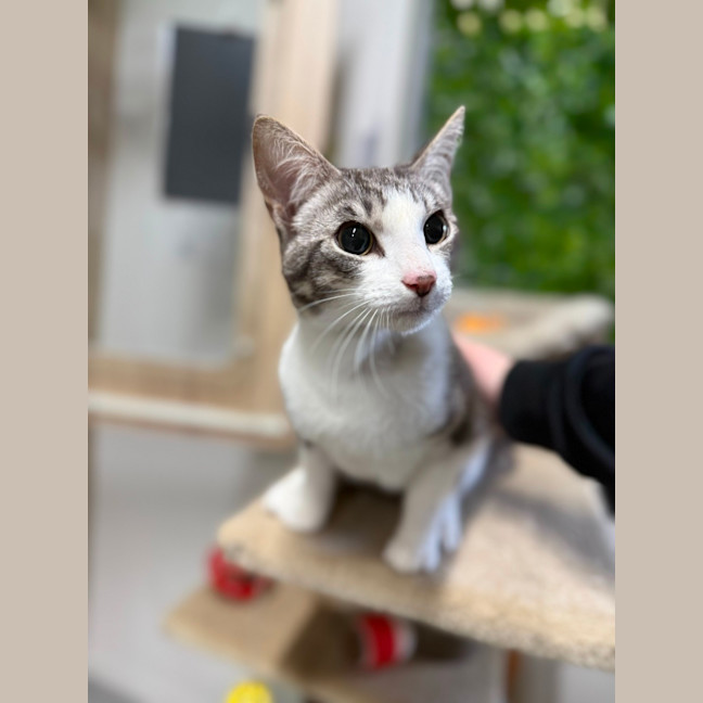 Photo of 🍪 Guillermo 6633 🍪