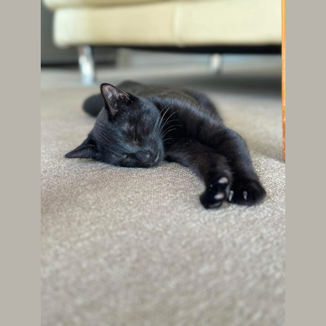 Photo of Stormie 🖤