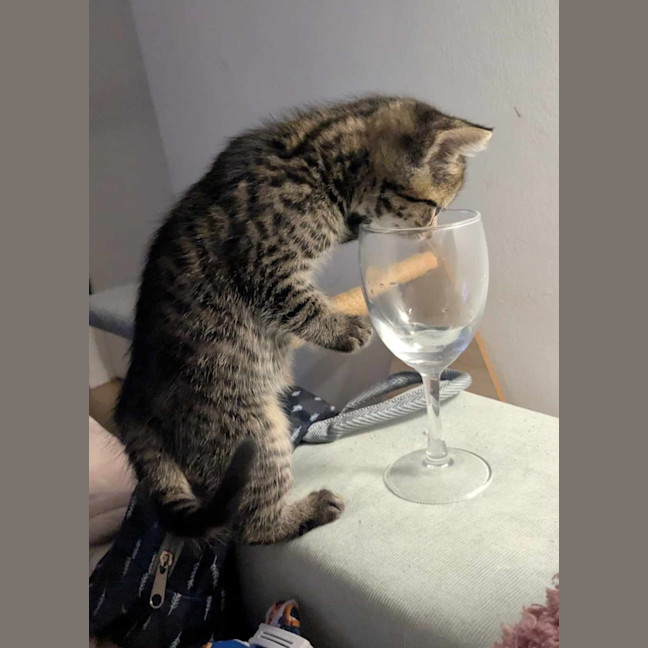 Photo of Rosie & Bailey 