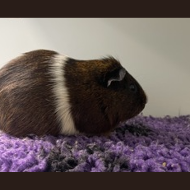 Photo of Squidward (Bonded To Chester)