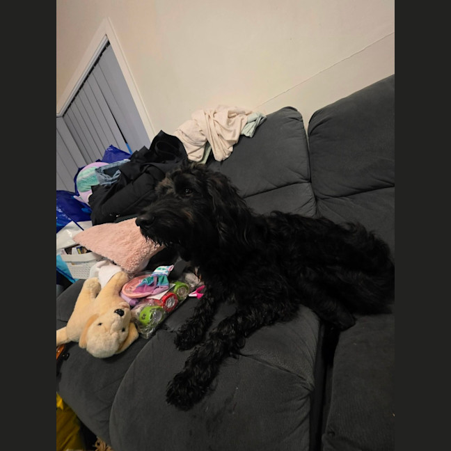 Photo of Nova