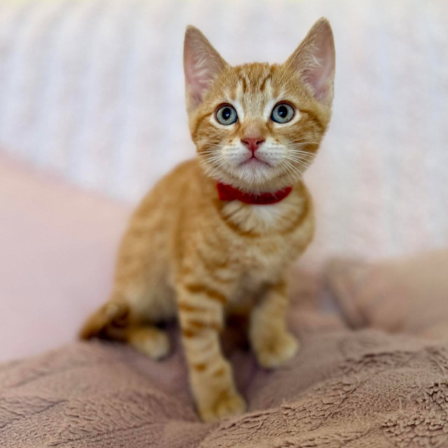 Photo of Ziggy   In Foster Care In Croydon