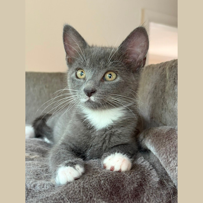 Photo of Mia 💕😽🐾