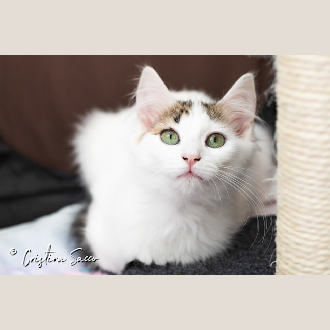 Photo of Lily