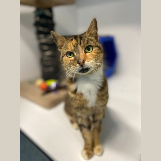 Photo of Clementine