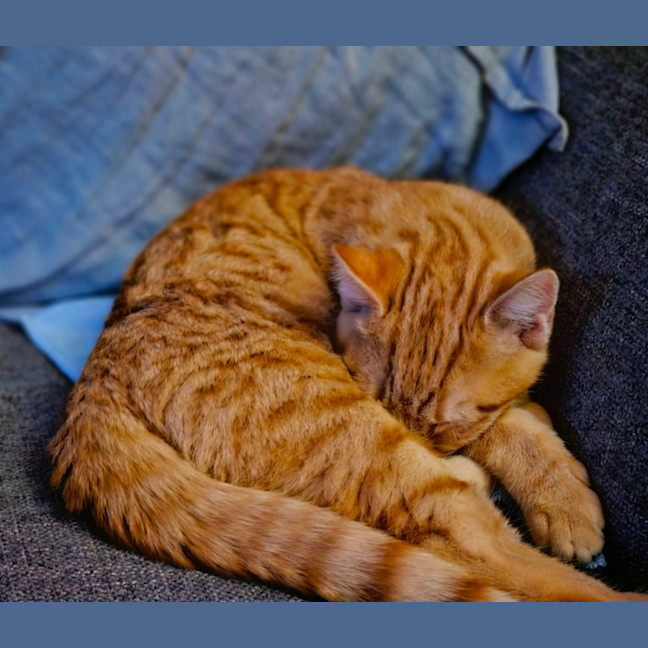 Photo of Loki 