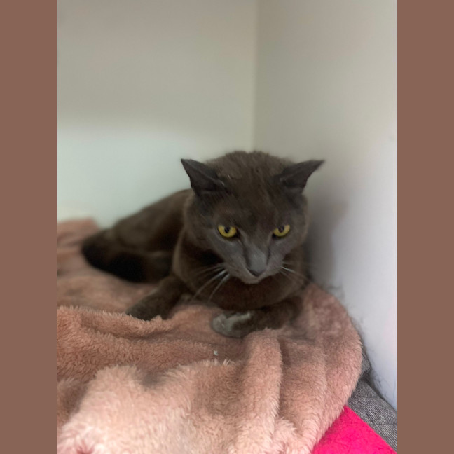 Photo of King Louie (0617)