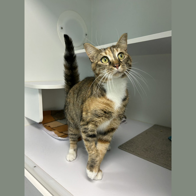 Photo of Athena