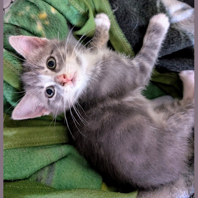 Photo of Fingal Meet Me@Petstock Clyde North