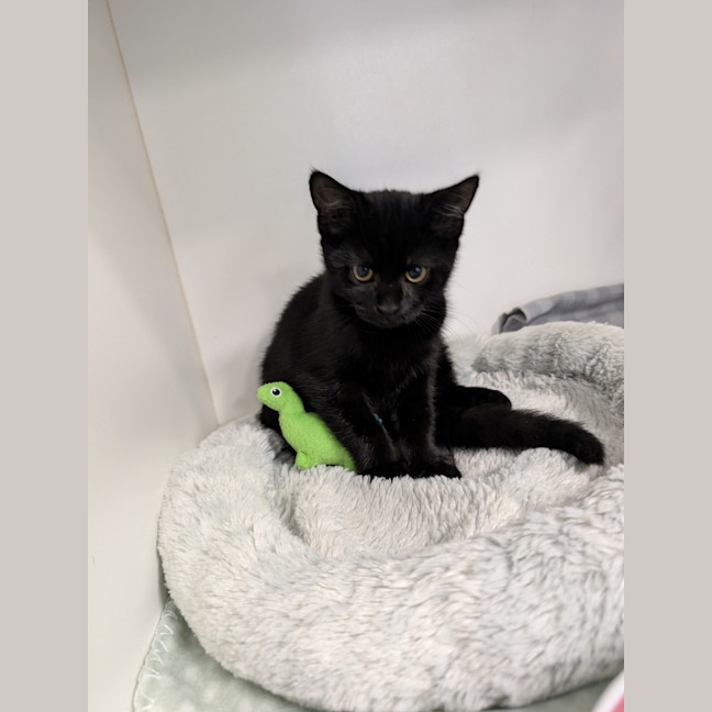 Photo of Hocus 