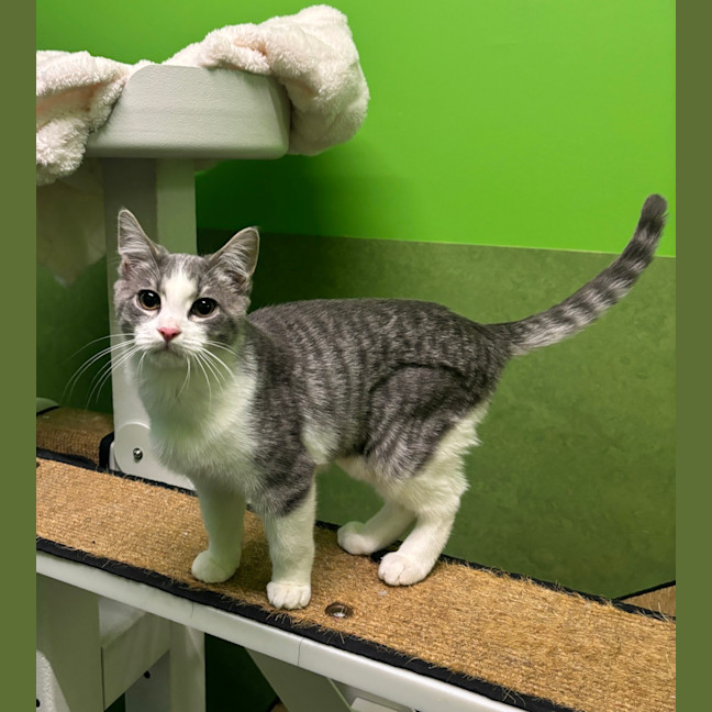 Photo of Whiskey